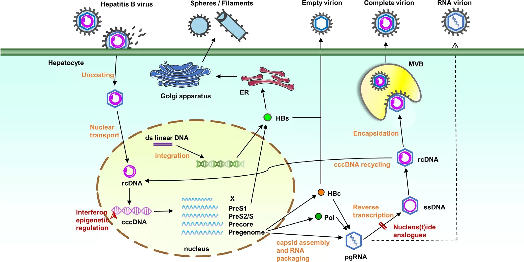 乙型肝炎病毒(HBV)与乙型肝炎